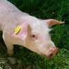 Zagrożenie afrykańskim pomorem świń w powiecie mławskim