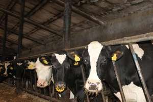 Jak ograniczyć stres cieplny u krów?