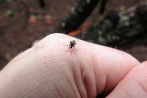 Coraz więcej komarów w Polsce. Czy mamy się czego obawiać?