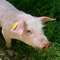 Zagrożenie afrykańskim pomorem świń w powiecie mławskim