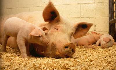 Czy ktoś chce zniszczyć polskie świnie?