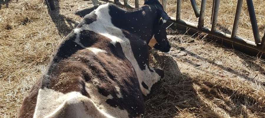 Uratowane z tragicznych warunków krowy, przekazane zostały nowemu opiekunowi, który dwa dni później sprzedał je do rzeźni