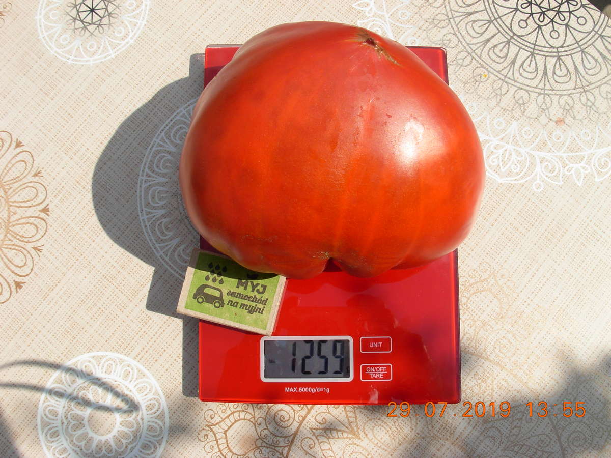 Pomidor gigant wyrósł na jednej z działek w Rodnowie, w gminie Bartoszyce.