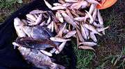 Ktoś wybił ryby z grajdołka prądem. Mieszkańcy Ostaszewa są oburzeni bestialskim wybrykiem 