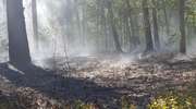 Kolejny pożar lasu w Krajewie