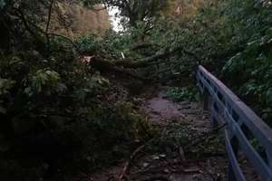 Olecko: Wczorajsza nawałnica uszkodziła wiele drzew