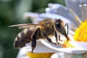 Dziś Wielki Dzień Pszczół!