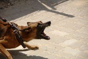 Agresywne psy w Olsztynie. Zagryzły psa, zaatakowały jego właściciela