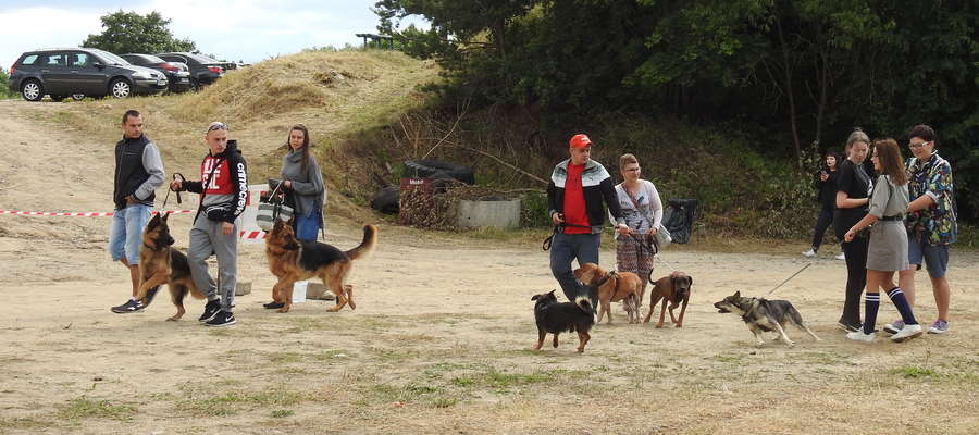 Na piknik właściciele zwierząt przychodzą ze swoimi psami  