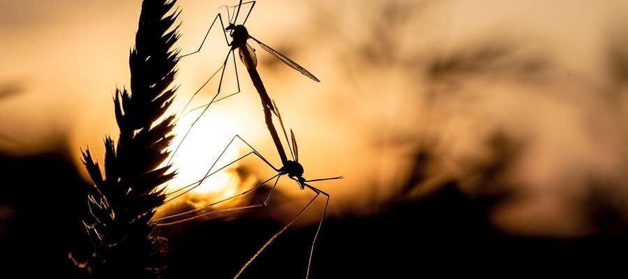 Najwięcej komarów żyje w tropikach i subtropikach. Tam jest ich około 2 tysiące gatunków. W Polsce żyje około 40-50 gatunków. 