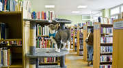Kot skradł nie tylko serca pracowników biblioteki, ale i czytelników