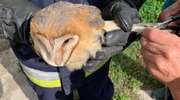 Strażacy uratowali uwięzioną sowę
