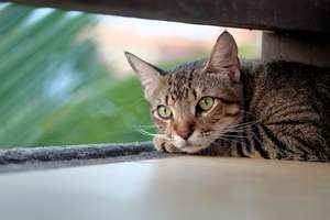 Uwaga, opiekunowie kotów wolno żyjących - darmowa karma