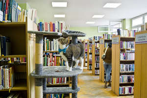 Kot, który pomaga innym kotom, mieszka w bibliotece

	