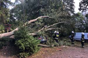 Drzewa powalone przez trąbę powietrzną zniszczyły kilka aut [VIDEO]