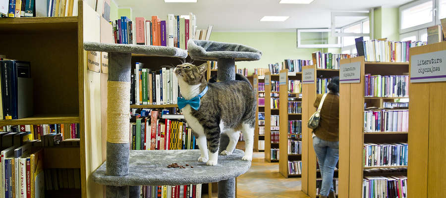 Co się stało z kotem z biblioteki?