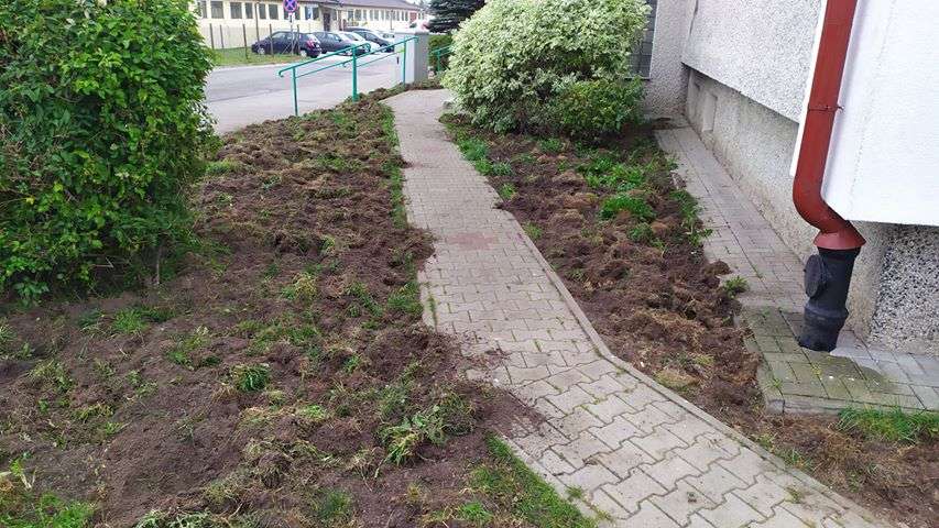 Tak wygląda trawnik po wizycie dzików w Gutkowie