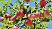 Jak zrobić ocet jabłkowy domowym sposobem? Najlepsze przepisy 2019