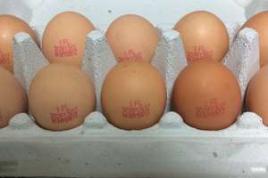 Uwaga! GIS wycofuje jajka ze sprzedaży. Może być w nich salmonella 