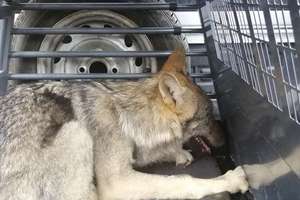 Kilkumiesięczny wilk trafił do Napromka, gdzie odzyskuje siły po wypadku