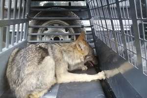 Kilkumiesięczny wilk  trafił do Napromka, gdzie odzyskuje siły po wypadku 
