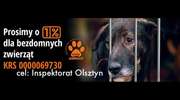 Okaż serce porzuconym zwierzętom