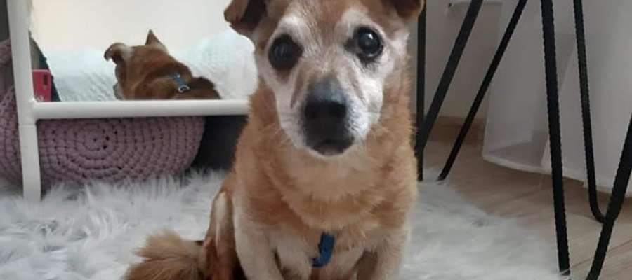 Pies znalazł się pod opieką wolontariuszek Straży Ochrony Przyrody i Praw Zwierząt, które pomogły mu wrócić do domu