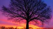 Zdjęcie Tygodnia. Drzewo na tle nieba po zachodzie słońca
