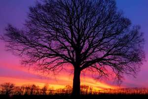 Zdjęcie Tygodnia. Drzewo na tle nieba po zachodzie słońca