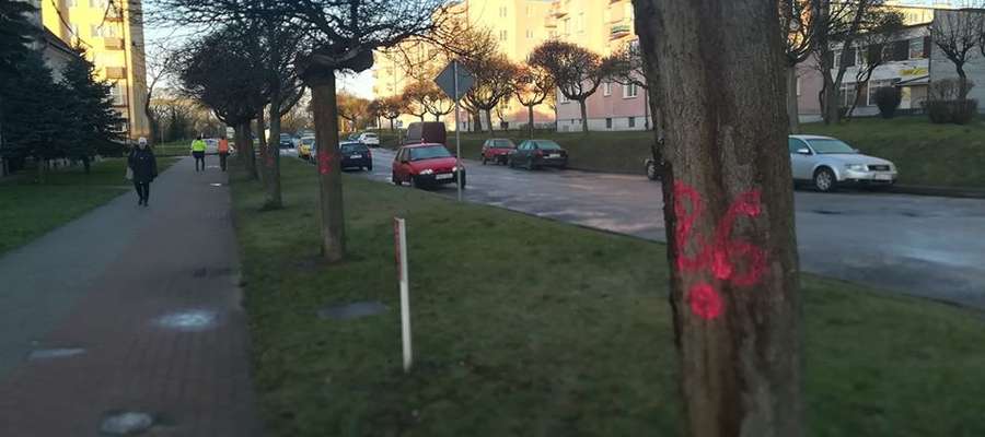 Na ulicy Poniatowskiego w Bartoszycach w poniedziałek 3 lutego oznaczono drzewa do wycinki w związku z planowanymi pracami