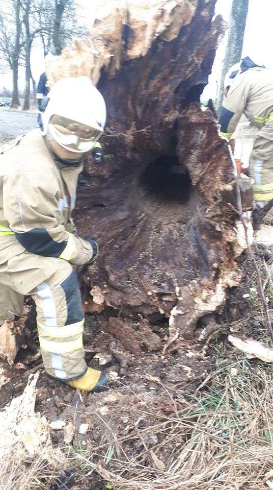 Taki był stan jednego z drzew powalonych przez wiatr na drodze Bisztynek - Prosity.