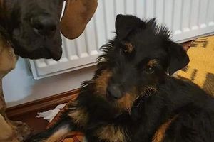 Polecamy do adopcji - Rio pies po przejściach