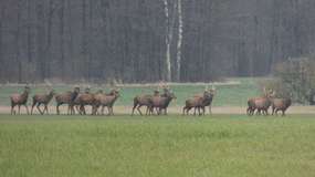 Stado jeleni spotkanie podczas spaceru