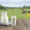 Nasze krowy są zdrowe, a mleka mamy pod dostatkiem