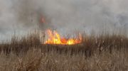 W Biebrzańskim Parku Narodowym płoną cenne przyrodniczo bagna. To niejedyny pożar w ostatnim czasie 
