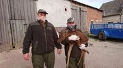 Ostaszewo | Mały łoś wędrował po polach, szukał mamy. Trafił do Napromka