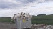Kontener z indykami przy drodze