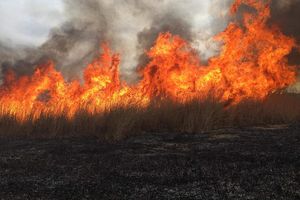 Susza na Warmii i Mazurach. RCB ostrzega o zagrożeniu pożarowym lasów
