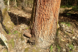 Niewybuch z II Wojny Światowej został znaleziony  w lesie pod Olsztynem