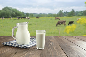 Nasze krowy są zdrowe, a mleka mamy pod dostatkiem