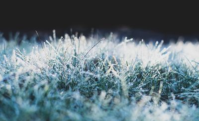 Pomoc przymrozkowa. Ile przekazano do tej pory?