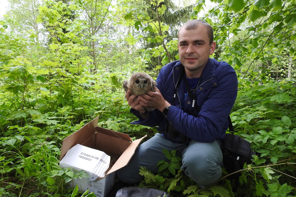 Ornitolog Marek Bebłot z młodym puszczykiem tuż przed oddaniem go do adopcji