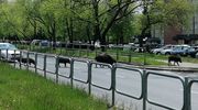 Tysiąc złotych za dzika