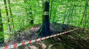 Uwaga na szerszenie podczas spaceru w Bażantarni [PODCAST]