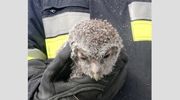 Strażacy musieli wyciąć drzewo, ale uratowali młodą sowę