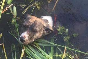 Kto chciał utopić psa w rzece? 