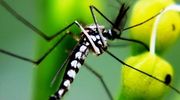 Czy polskie komary przenoszą choroby? Czy dolegliwe jest tylko swędzenie, gdy ukąszą?
