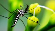 W Polsce pojawia się komar tygrysi! Koronawirus temu sprzyja