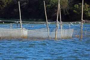 Nielegalne sieci na Jeziorze Gaudy