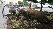 Dziki zrobiły sobie imprezę na parkingu przy placu Bema w Olsztynie [ZDJĘCIA, AKTUALIZACJA]